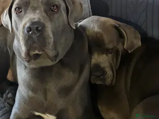 Cane Corso dogs Cane corsos - Advert 1