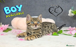 Bengal cats for sale: 1 beautiful boy from tica champion lines - Image 4
