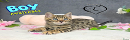 Bengal cats for sale: 1 beautiful boy from tica champion lines - Advert 6
