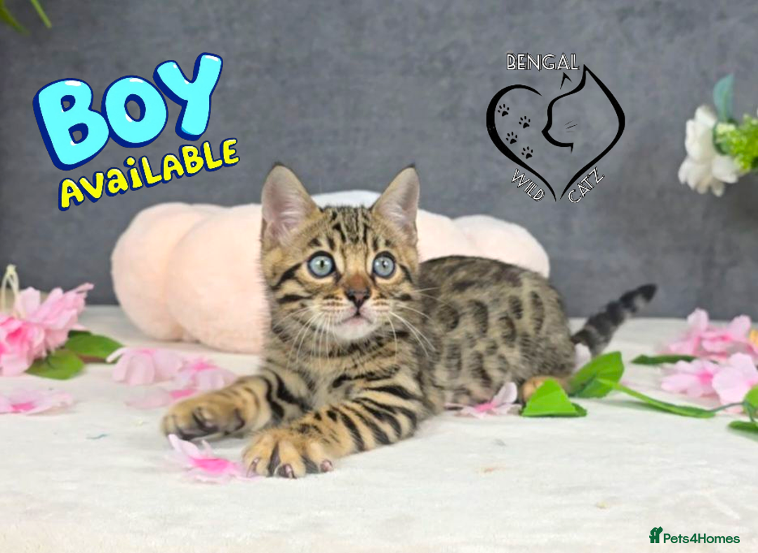 Bengal cats for sale: 1 beautiful boy from tica champion lines - Image 4