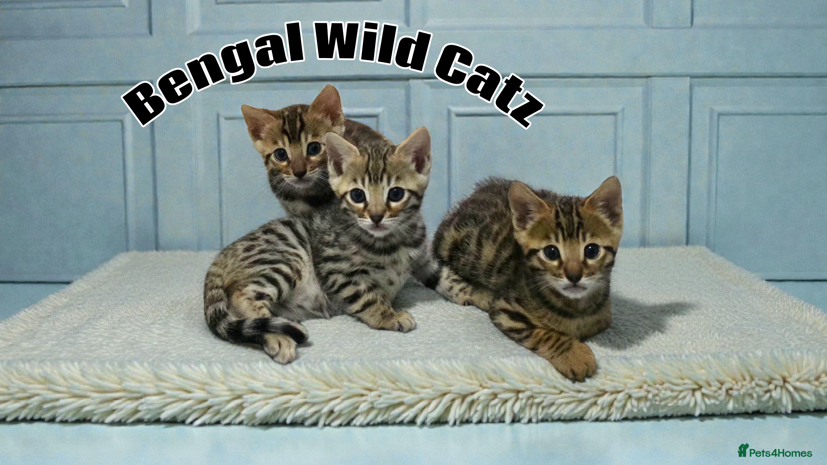 Bengal cats 3 TICA registered Bengal kittens - Advert 6