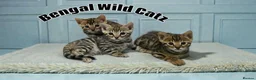 Bengal cats for sale: 3 TICA registered Bengal kittens - Advert 2