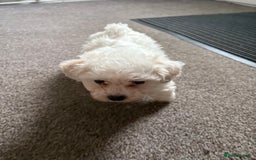 Bichon Frise dogs for sale: Bichon frise - Image 6