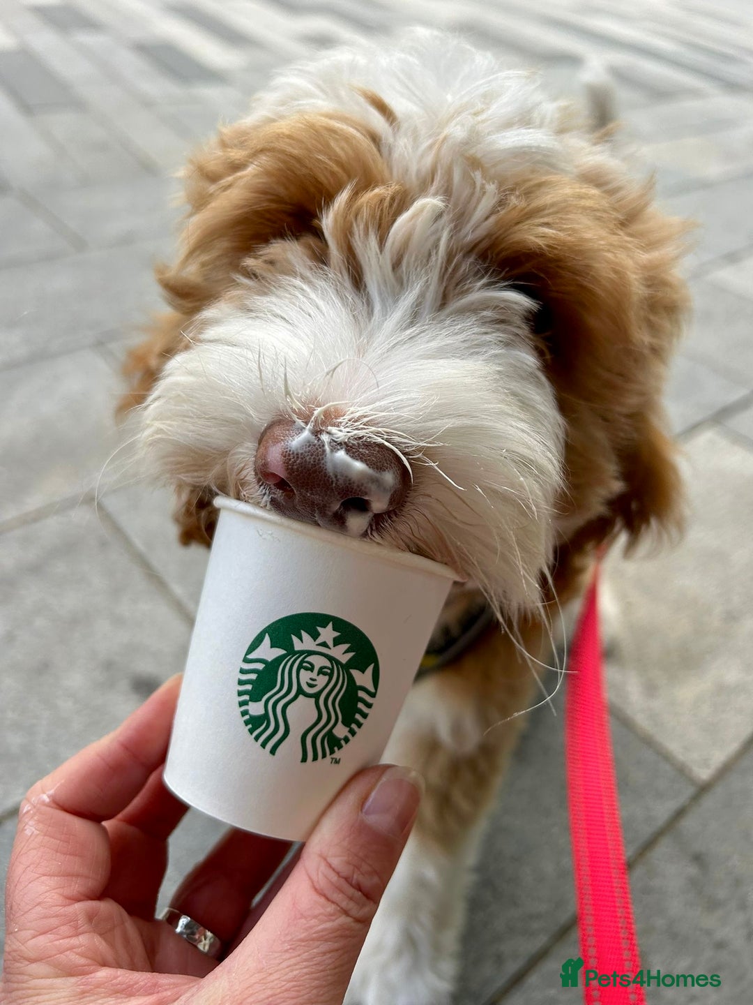 Australian Labradoodle dogs for sale: Australian Labradoodle Pups - Advert 8