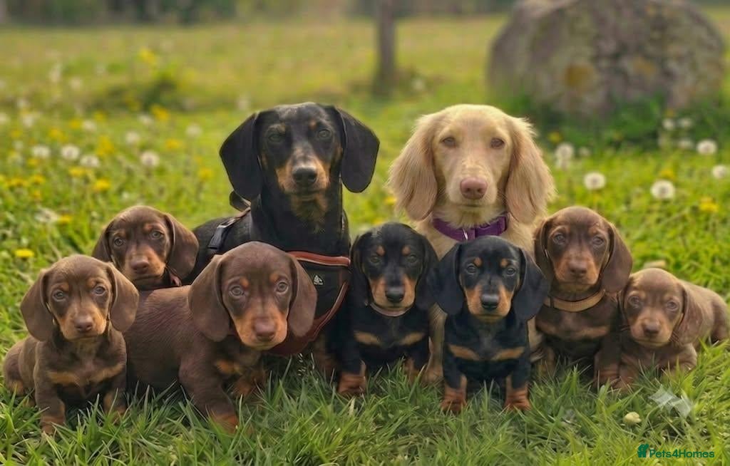 Dachshund dogs Medium sized' short legged Dachshund puppies - Advert 1