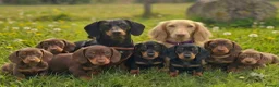 Dachshund dogs for sale: Medium sized' short legged Dachshund puppies - Advert 1