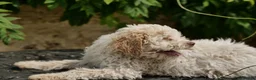 Lagotto Romagnolo dogs for sale: Lagotto Romagnolo - Advert 14