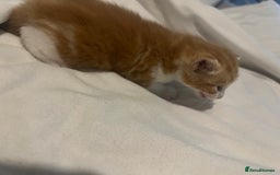 Mixed Breed cats for sale: 3 beautiful fluffy kittins  - Image 13