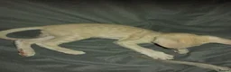 Oriental cats for sale: Oriental Siamese kittens gccf - Advert 4