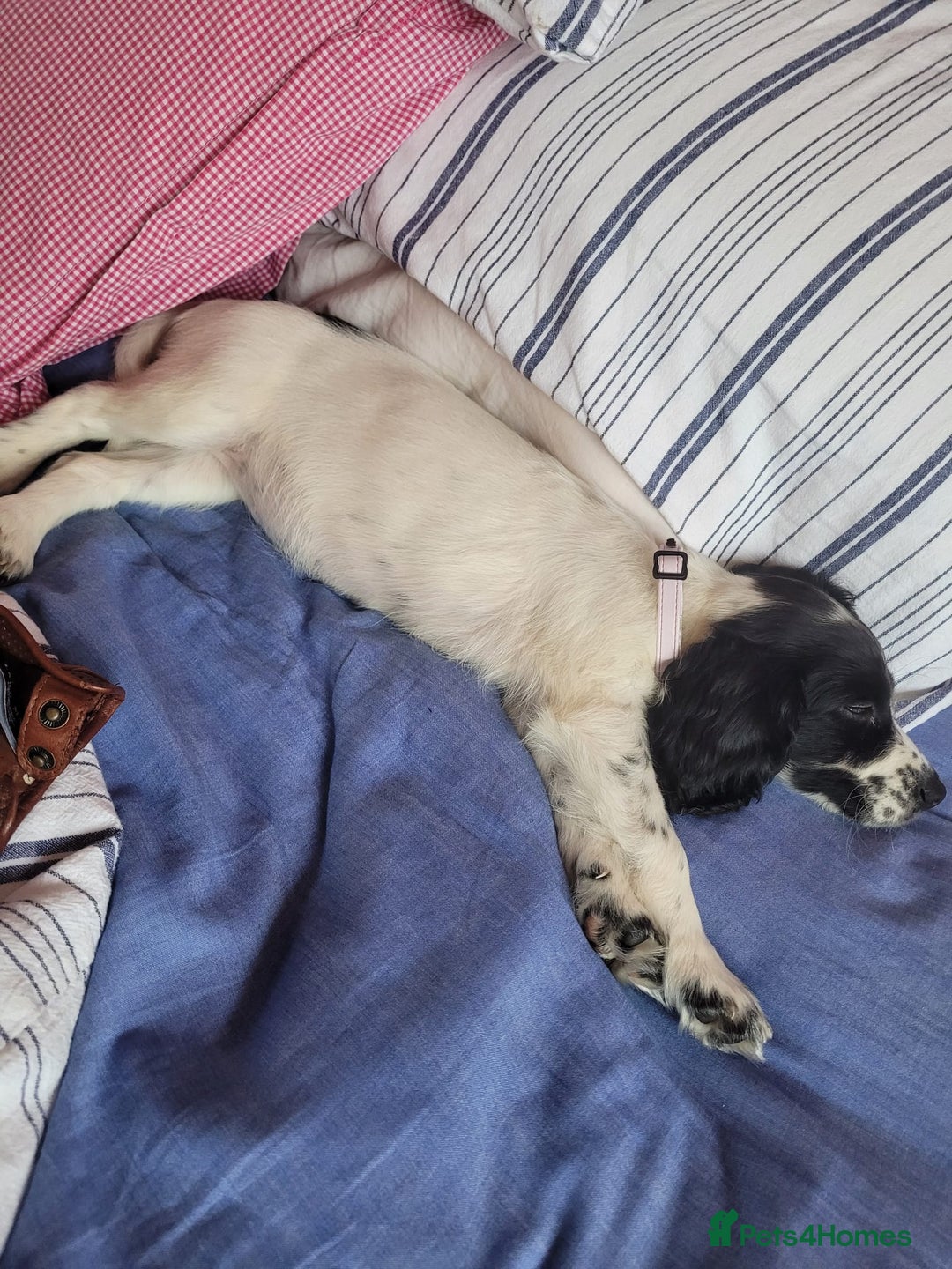 Cocker Spaniel dogs for sale: Black and white female cocker spaniel  - Image 6