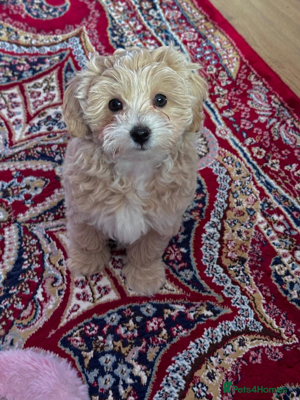 Maltipoo dogs Maltipoo Puppies 💗 - Advert 3