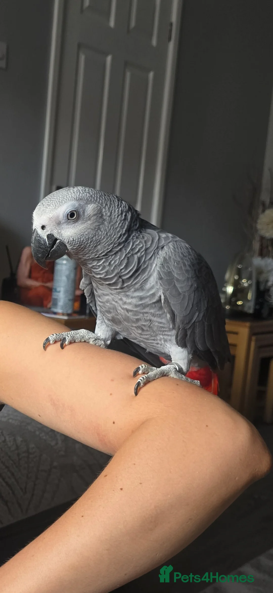 Parrots birds for sale: African Grey Parrot - 11 months old in Pontefract - Advert 2
