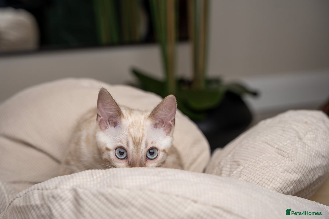 Bengal cats for sale: Frankie-Stunning Snow Bengal-TICA-Available now! - Image 13