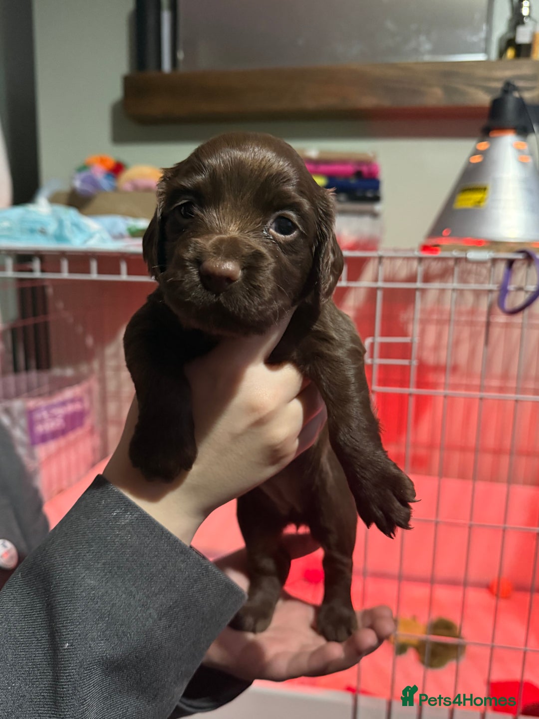 Cocker Spaniel dogs for sale: Working Cocker Spaniels - Advert 7