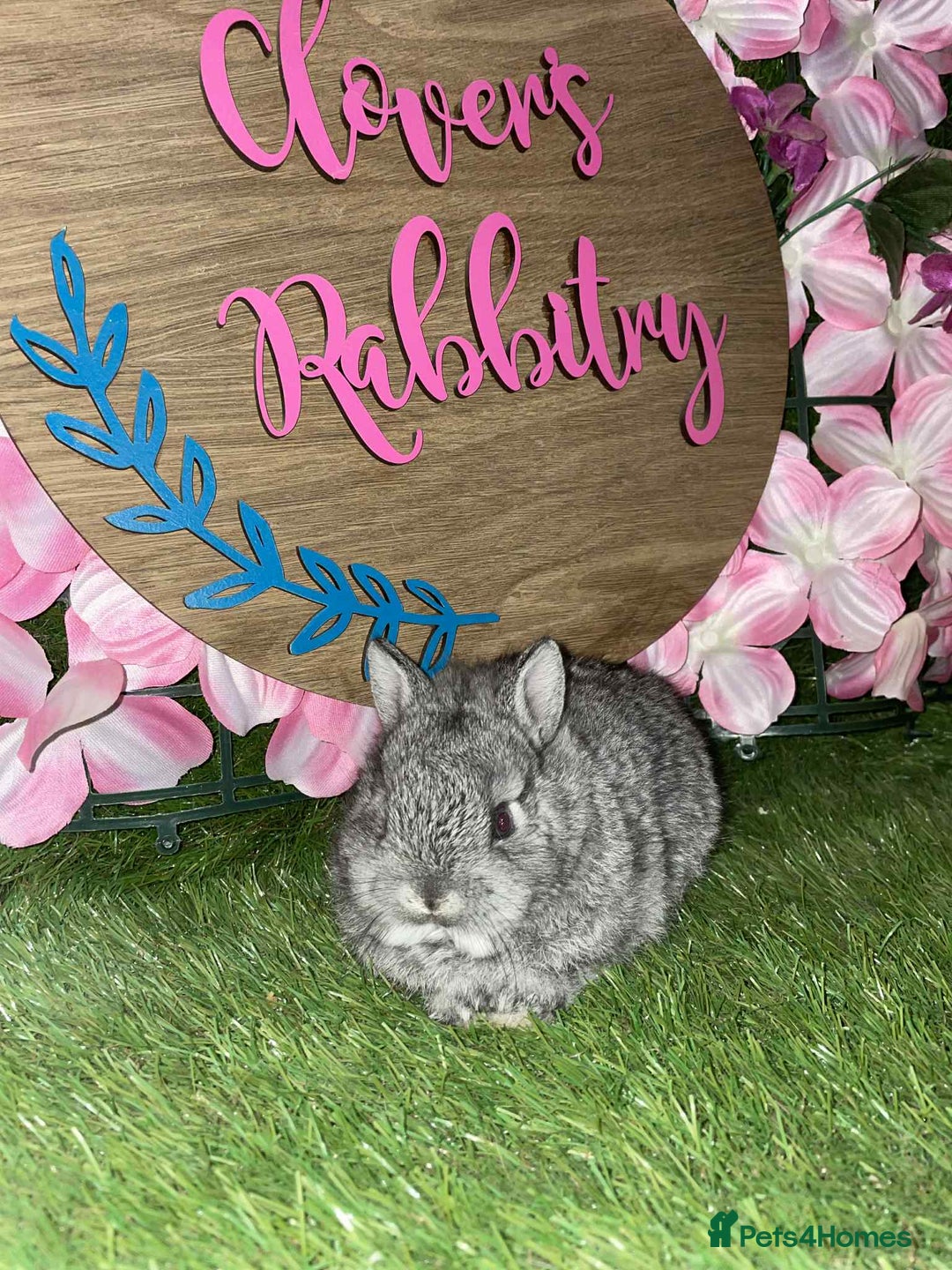 Netherland Dwarf rabbits for sale: Pedigree Netherland dwarfs - Advert 8