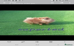 Pomeranian dogs for sale: Pom puppies ready now x - Image 7