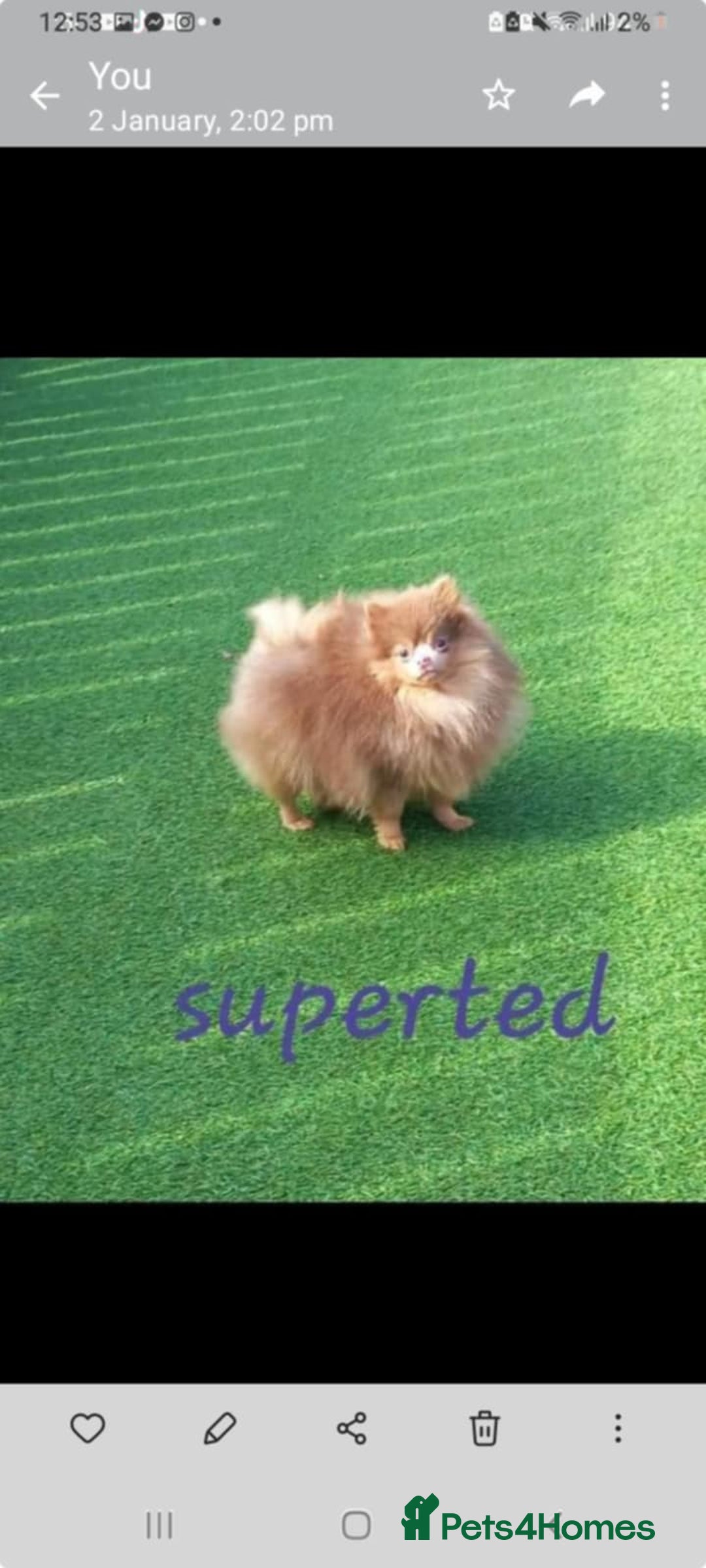 Pomeranian dogs for sale: Pom puppies ready now x - Image 7
