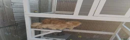 Maine Coon cats for sale: 4 Maine Coon Kittens ready to leave home  - Advert 7