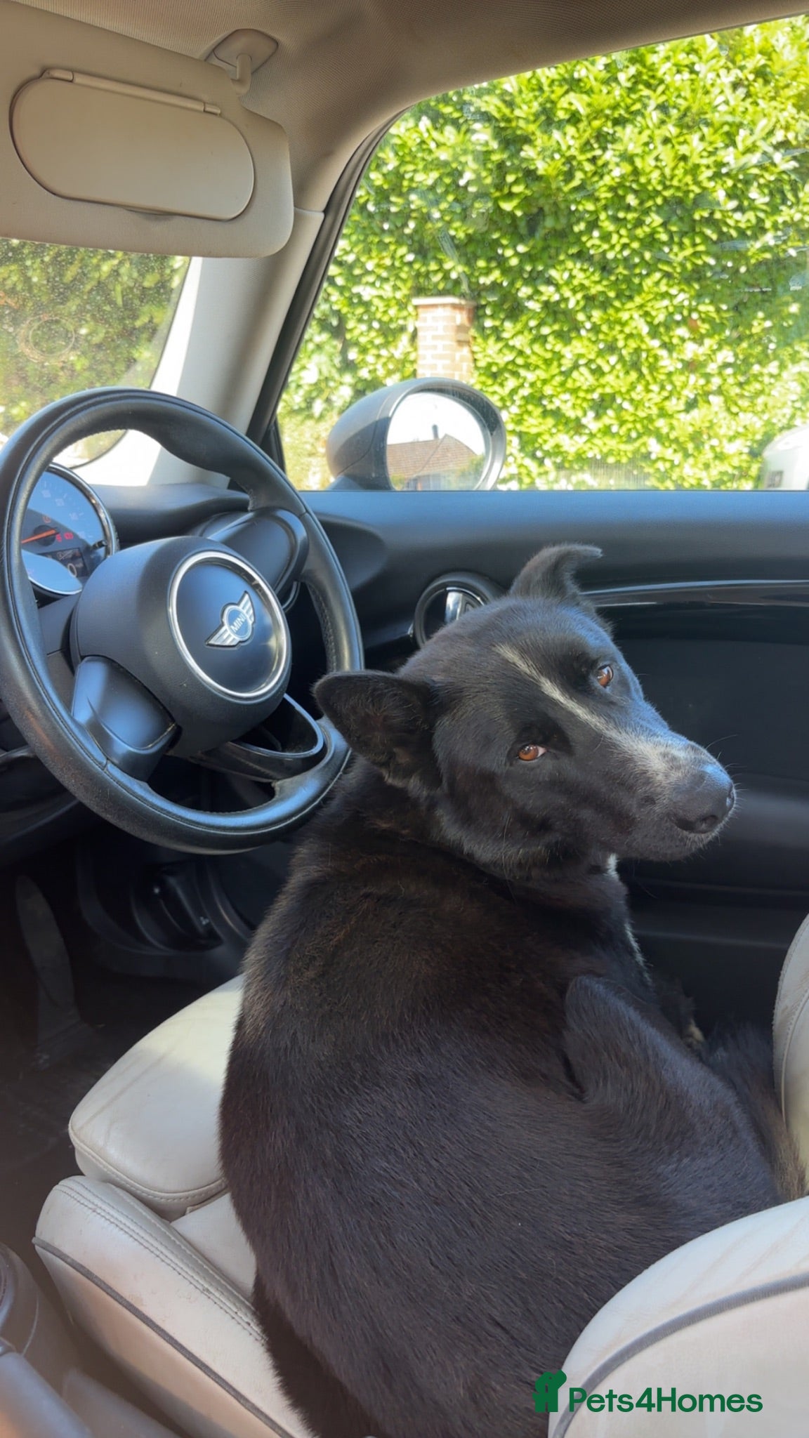 Mixed Breed dogs OZZY THE SYBERIAN HUSKY x MALINOIS  - Advert 1