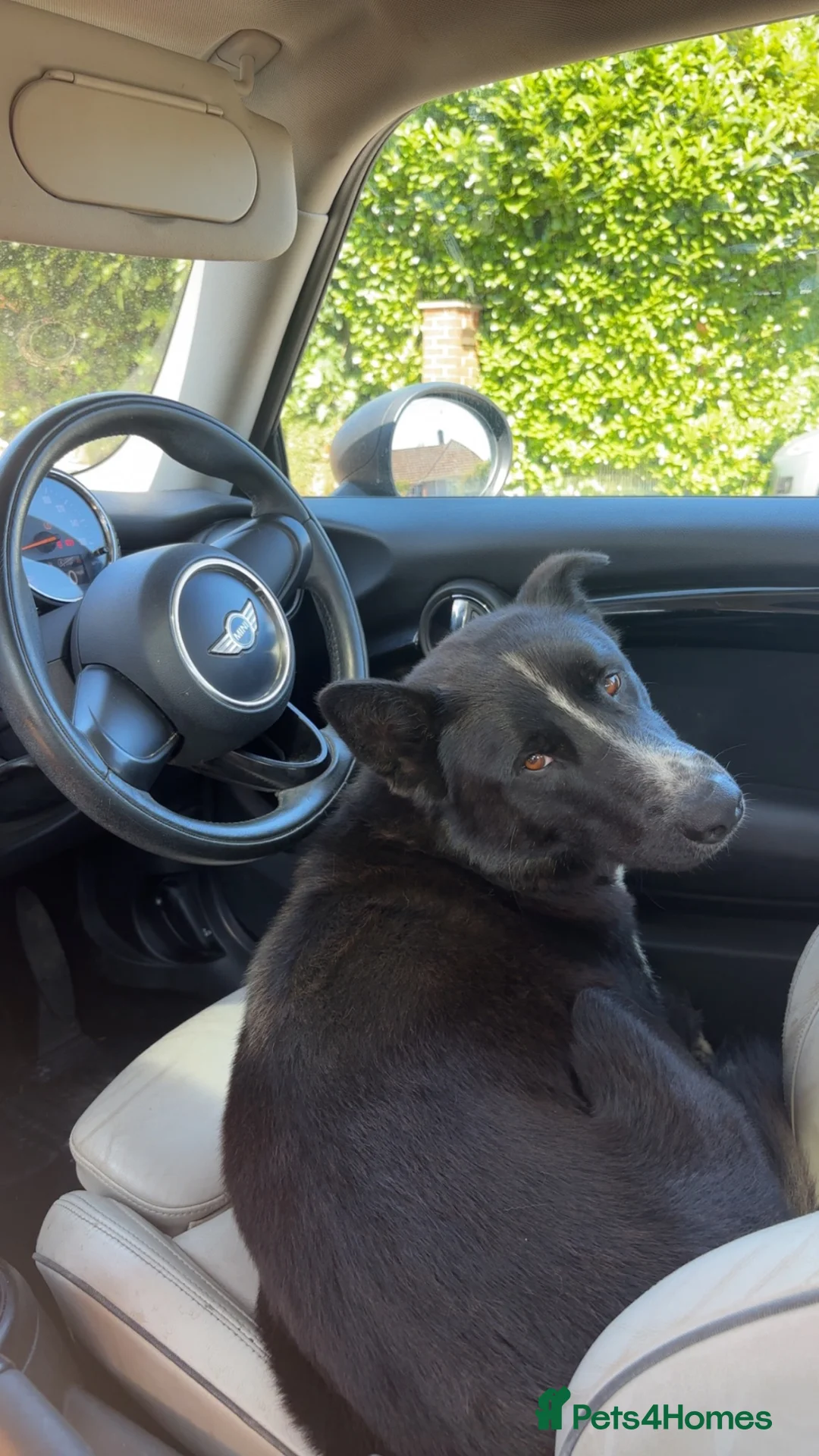 Mixed Breed dogs for sale: OZZY THE SYBERIAN HUSKY x MALINOIS  - Advert 1