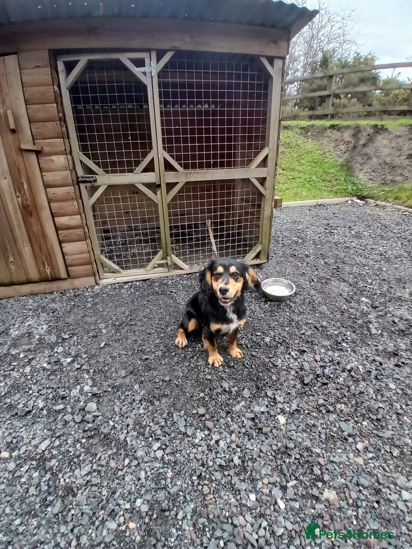 Cocker Spaniel dogs Kc registered full blood line of working cocker  - Advert 1