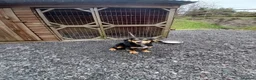 Cocker Spaniel dogs for sale: Kc registered full blood line of working cocker  - Advert 1