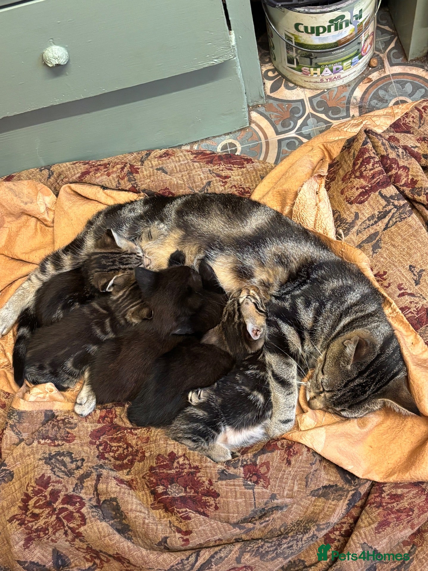 Bengal cats for sale: Beautiful little kittens - Advert 1