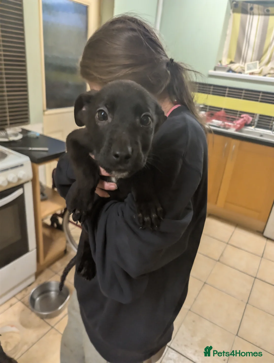 Mixed Breed dogs for sale: Cane corso x German shepherd pups  - Advert 3