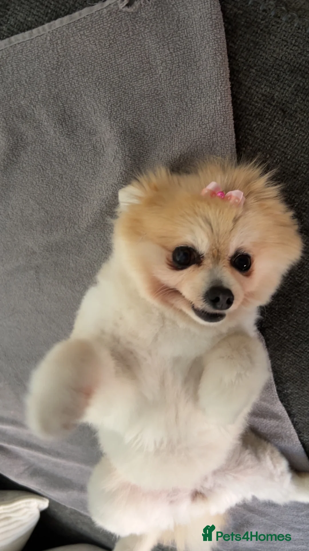 Pomeranian dogs for sale: Ella Pomeranian - Advert 4