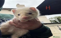 Ferret rodents for sale: Ferret Kits (albino, sandy, bew colours) - Image 11