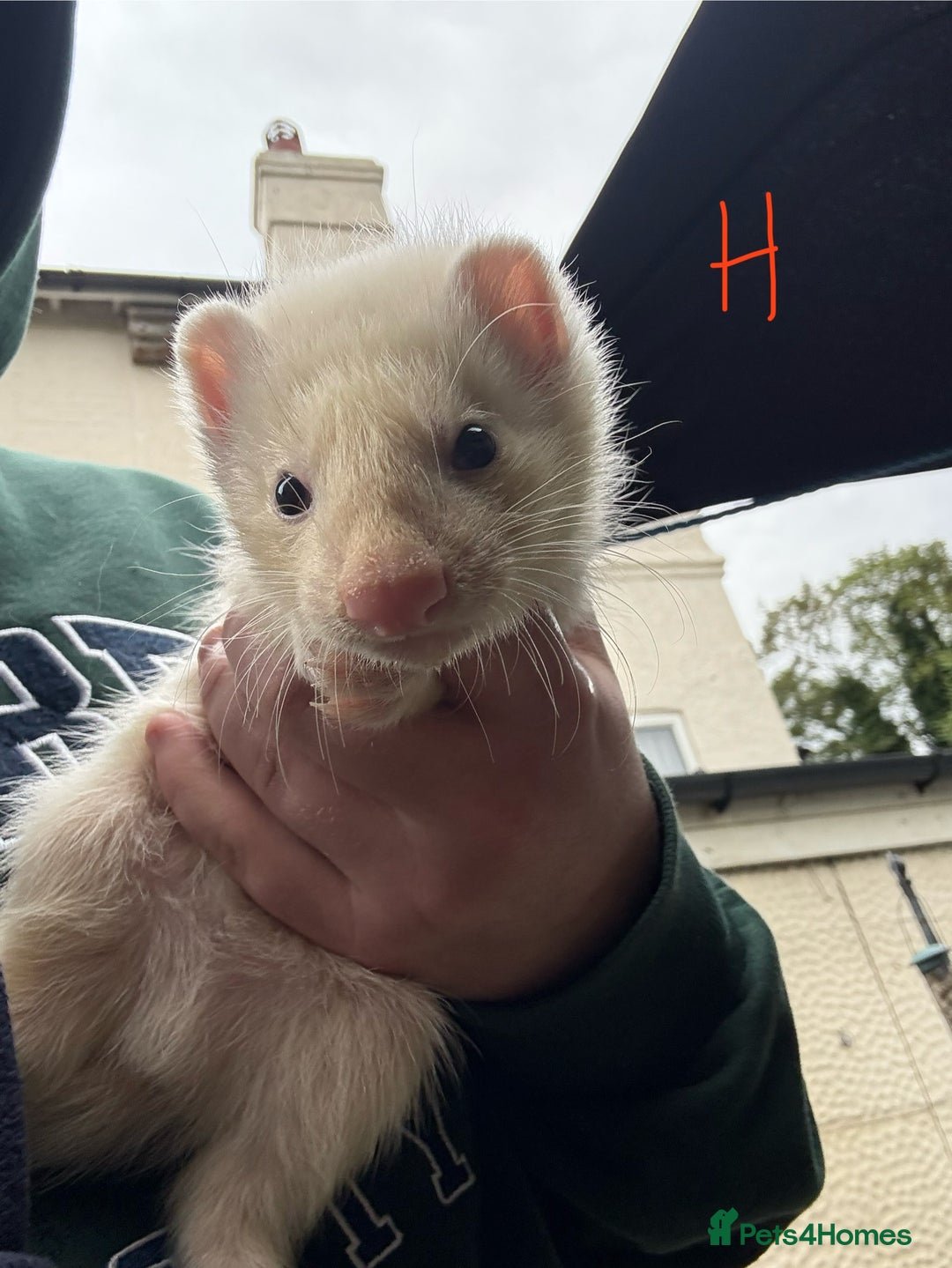 Ferret rodents for sale: Ferret Kits (albino, sandy, bew colours) - Image 11