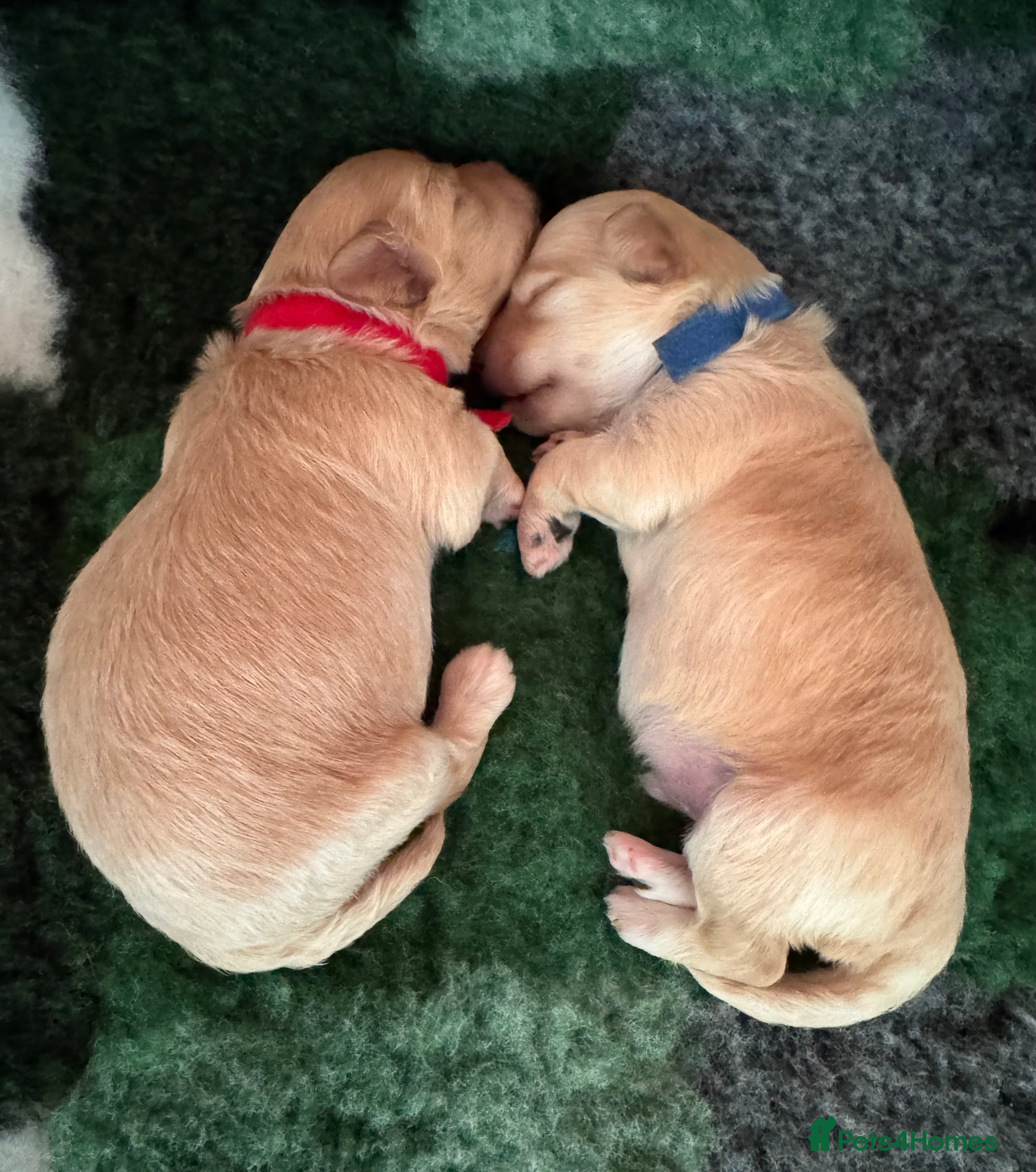 Maltipoo dogs 🐾 Maltipoo Puppies  Raised with Love DNA Clear 🐾 - Advert 4