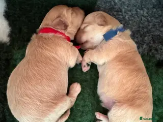 Maltipoo dogs 🐾 Maltipoo Puppies Raised with Love DNA Clear 🐾 - Advert 4