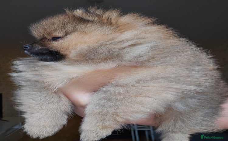 Pomeranian dogs - Advert 8