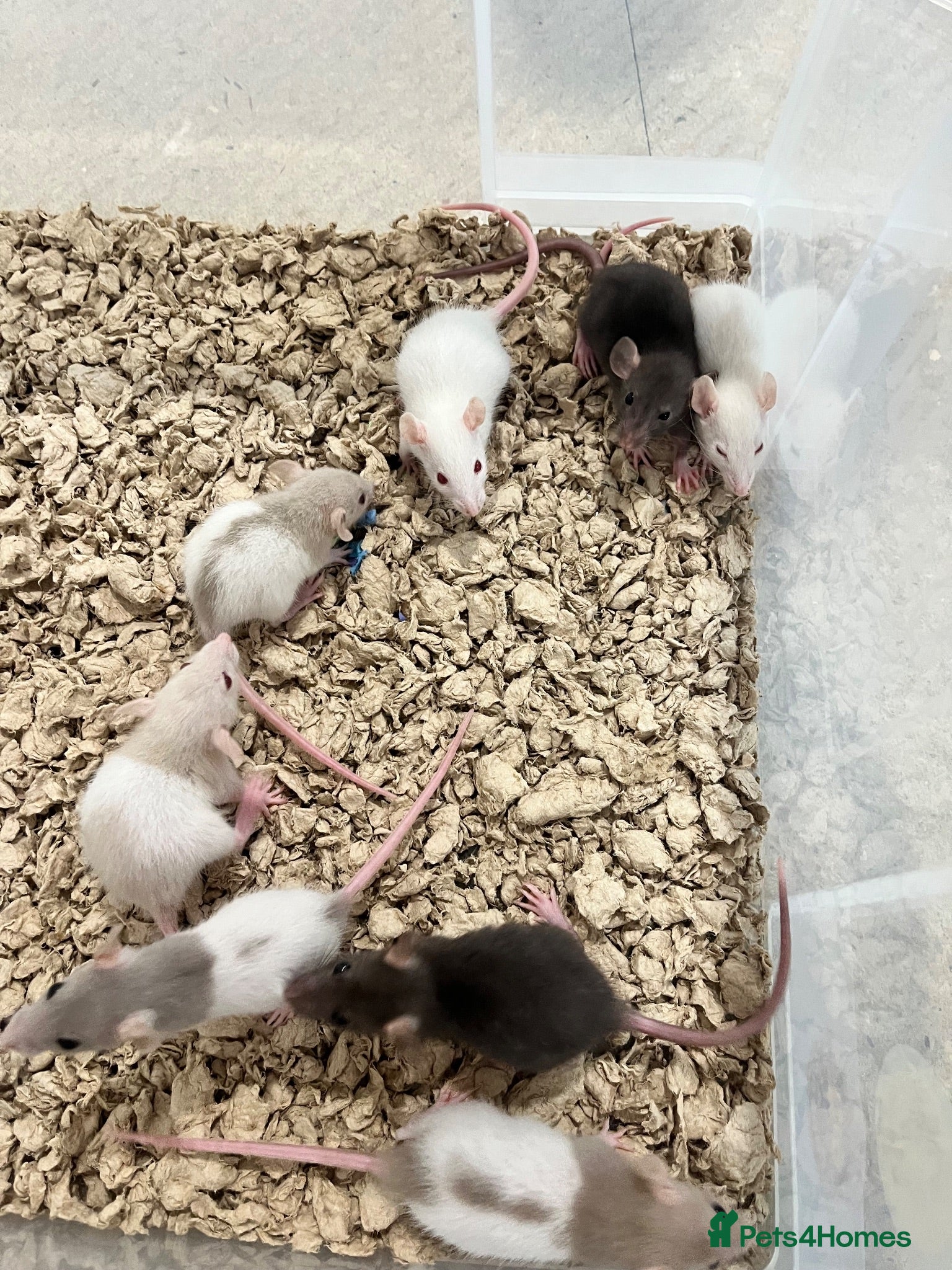 Rat rodents Baby Rats ready 22nd Aug (males and females) - Advert 2