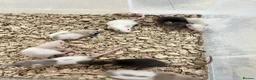 Rat rodents for sale: Baby Rats ready 22nd Aug (males and females) in Ashford - Advert 2