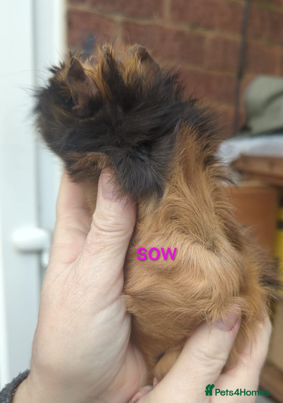 Guinea Pig rodents for sale: Beautiful Baby Guinea Pigs - Advert 6