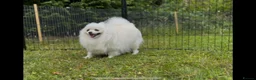 Pomeranian dogs for sale: Very tiny white Pomeranian female 7month old - Advert 16