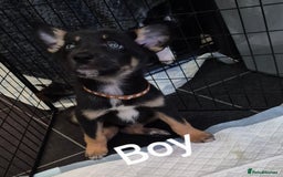 Mixed Breed dogs for sale: Collie X pups  - Image 8