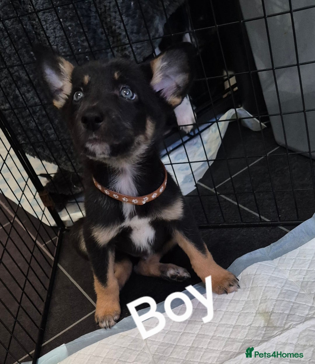 Mixed Breed dogs for sale: Collie X pups  - Image 8