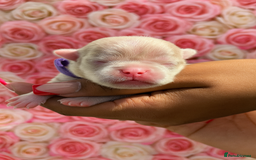 Pug dogs for sale: 7 boys ready to go next week!!!🩵 - Image 31