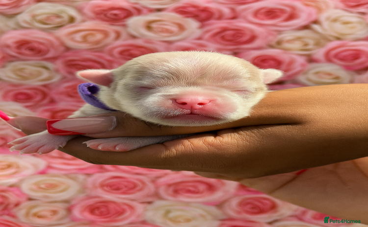 Pug dogs - Advert 6