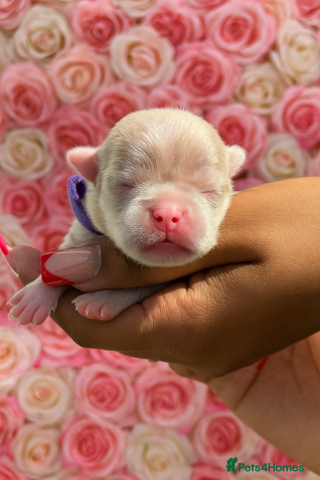Pug dogs for sale: 7 boys ready to go next week!!!🩵 - Image 31
