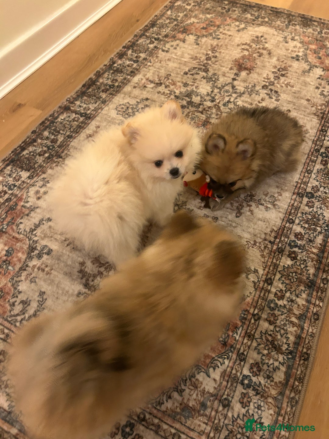 Pomeranian dogs for sale: Ready now***tiny teddy faced Pomeranian baby’s.  - Advert 38