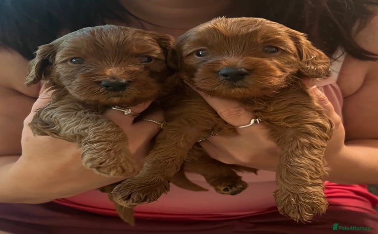 Cavapoo dogs - Advert 2