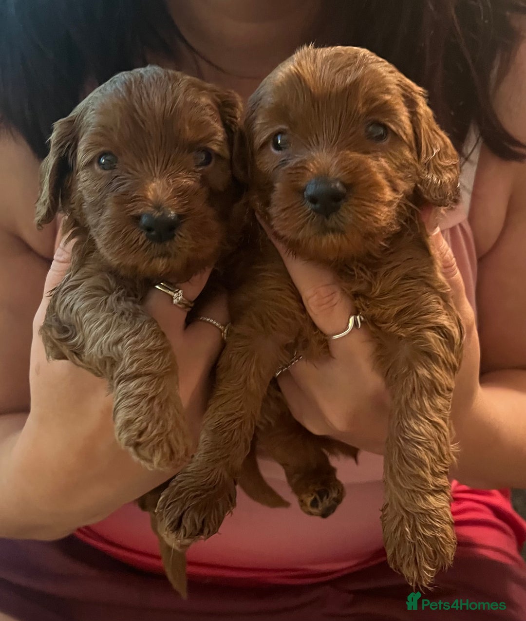Cavapoo dogs for sale: ONLY our clever little Ricki left!  - Image 23