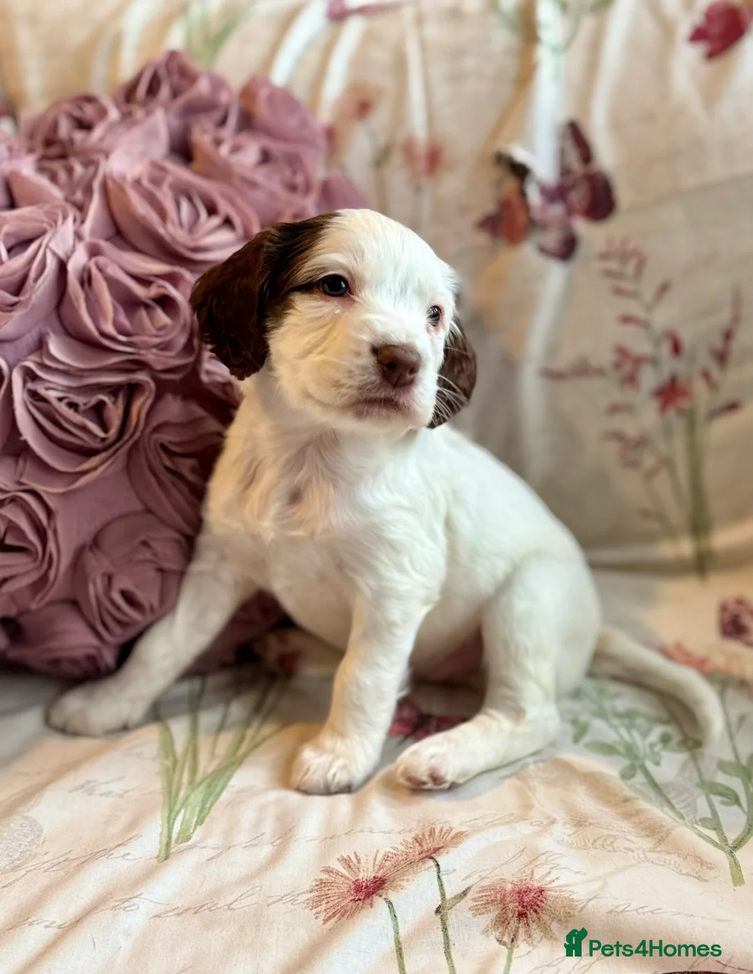 Sprocker dogs for sale: Beautiful Sprocker Spaniel pups  - Advert 11