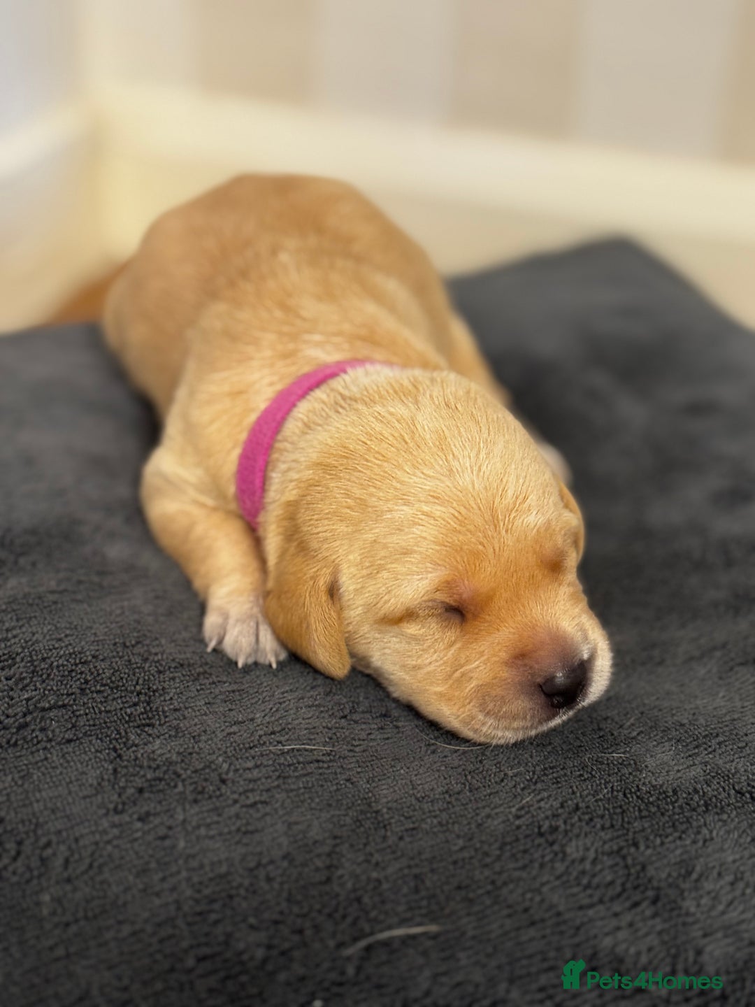 Labrador Retriever dogs for sale: Stunning, White/Yellow KC Registered Labrador Pups - Image 24
