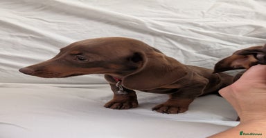 Dachshund dogs - Advert 1