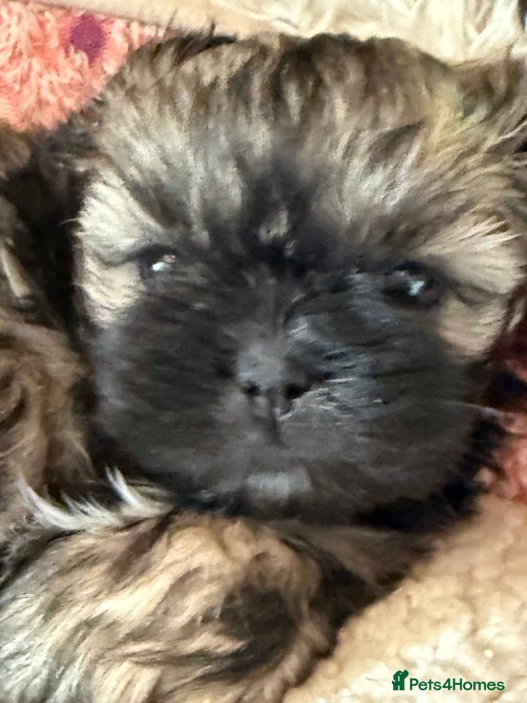 Shih Tzu dogs for sale: READY NOW …Special prices on pups POA  - Advert 33